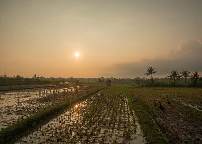 Sotis Canggu